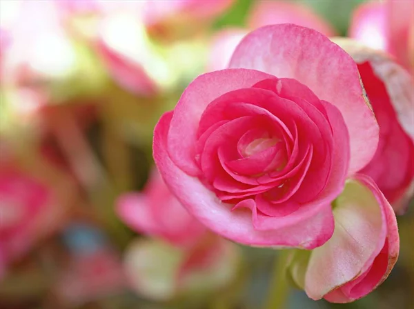 背景がぼやけている庭のピンクベゴニアの花を閉じ マクロ画像 甘い色 — ストック写真