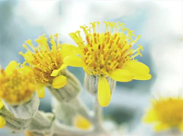 Srebrna Ragwort Żółte Kwiaty Roślin Ogrodzie Jacobaea Maritima Miękkim Naciskiem — Zdjęcie stockowe