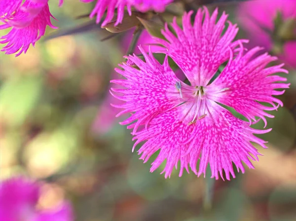 Sweet William Pink Flower Plants Garden Dianthus Barbatus Chinensis China — стоковое фото