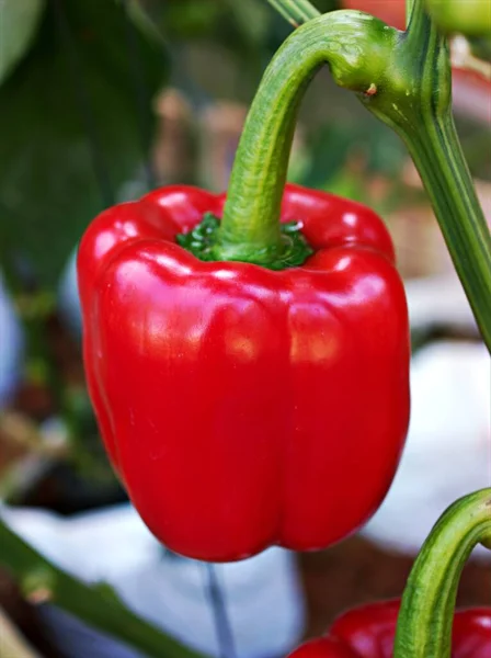 Csengő Paprika Friss Zöldségek Chili Piros Édes Paprika Örökség Magvak — Stock Fotó