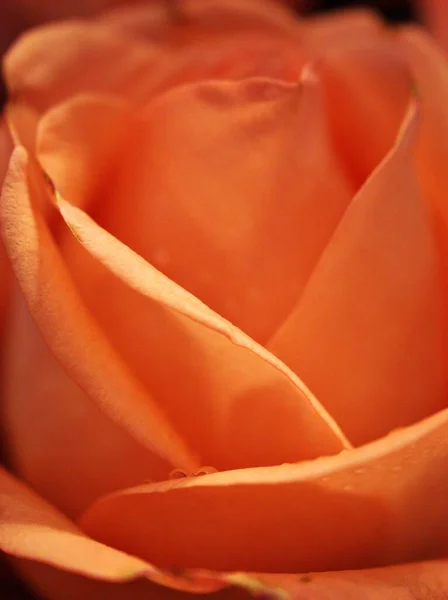 Nahaufnahme Rote Rose Blume Garten Blütenblätter Blühen Mit Weichem Fokus — Stockfoto