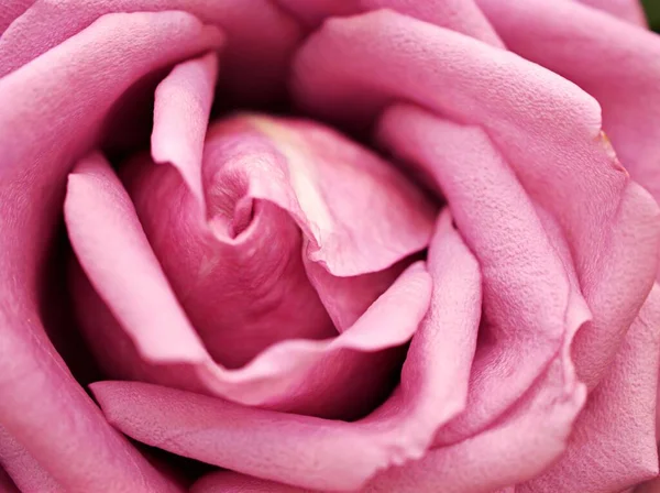 Nahaufnahme Rote Rose Blume Garten Blütenblätter Blühen Mit Weichem Fokus — Stockfoto