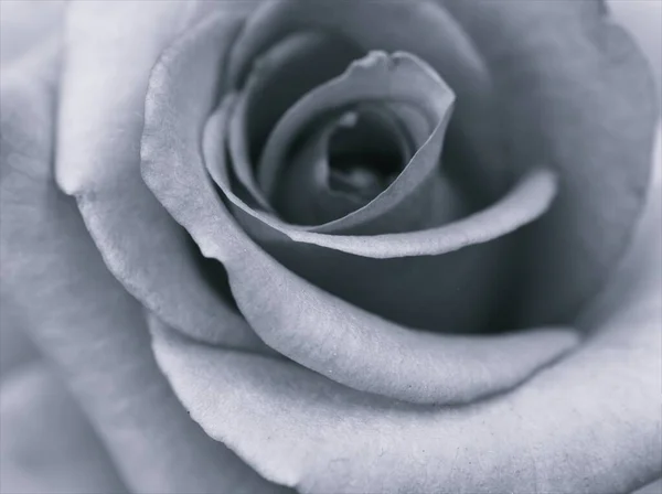 Blume Schwarz Weiß Bild Rosenblätter Blütenpflanzen Und Unscharfen Hintergrund Makro — Stockfoto