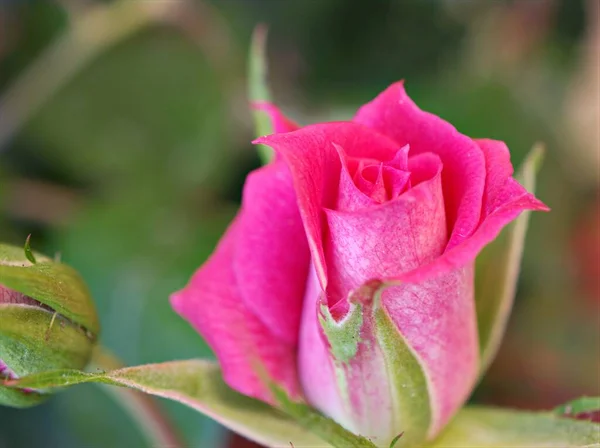 Closeup Red Rose Flower Garden Petals Blooming Soft Focus Sweet — Stock Photo, Image