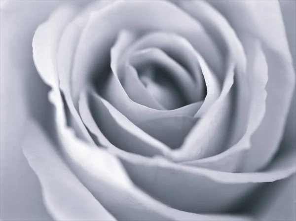 Blume Schwarz Weiß Bild Rosenblätter Blütenpflanzen Und Unscharfen Hintergrund Makro — Stockfoto
