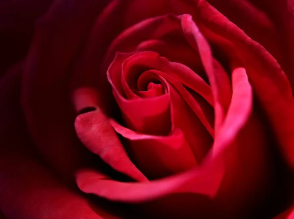 Nahaufnahme Rote Rose Blume Garten Blütenblätter Blühen Mit Weichem Fokus — Stockfoto