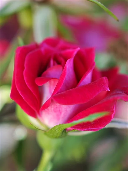 閉じる赤いバラの花は庭で 花弁は柔らかい焦点で咲き 甘いロマンチックな色 バレンタインの背景 オレンジの花びらはバラ — ストック写真