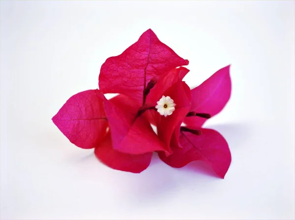 Rosa Fiore Isolato Sfondo Bianco Viola Bougainvillea Fiore — Foto Stock