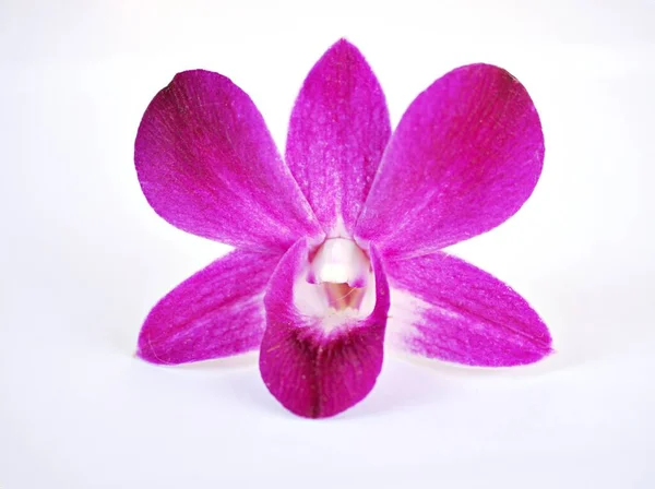 Beyaz arka planda izole edilmiş pembe aşçı kasabası orkidesi çiçeği, Dendrobium bigibbum 