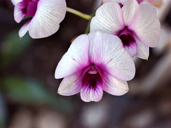 Detailní Makro Fialové Orchideje Dendrobium Bigibbum Vaření Květiny Rostliny Kapkami — Stock fotografie