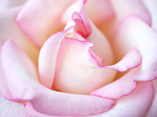 Rosafarbene Blütenblätter Der Rosenblume Mit Makrobild Hochzeitskarte Und Valentinstag Süßes — Stockfoto