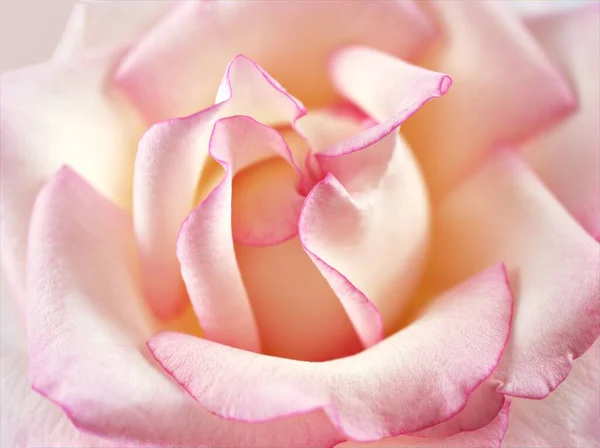 Pink Petals Rose Flower Macro Image Wedding Card Valentines Day — Stock Photo, Image