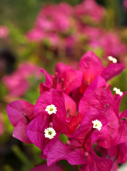 Flor Rosa Bougainvillea Floreciendo Piscina Jardín Con Enfoque Suave Fondo —  Fotos de Stock