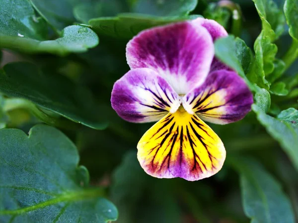 자주색 노란색 Pansy Orange Viola Tricolor Flower Garden Soft Focus — 스톡 사진