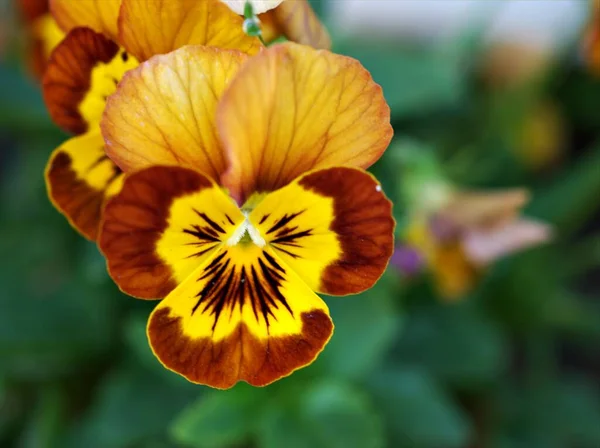 Fioletowo Żółty Bratek Pomarańczowy Viola Tricolor Kwiat Ogrodzie Miękkim Ostrością — Zdjęcie stockowe