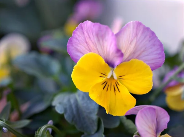 자주색 노란색 Pansy Orange Viola Tricolor Flower Garden Soft Focus — 스톡 사진