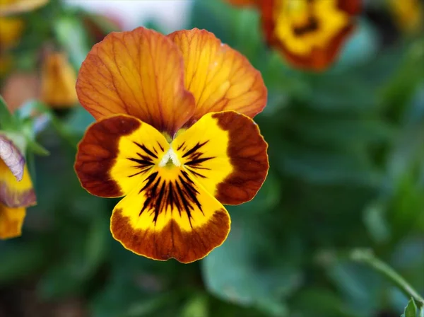 Mor Sarı Nonoş Turuncu Viyola Çiçekli Yumuşak Odaklı Makro Görüntülü — Stok fotoğraf