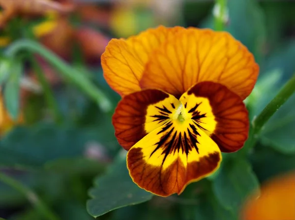 Lila Sárga Árvácska Narancssárga Viola Tricolor Virág Kertben Puha Fókusszal — Stock Fotó