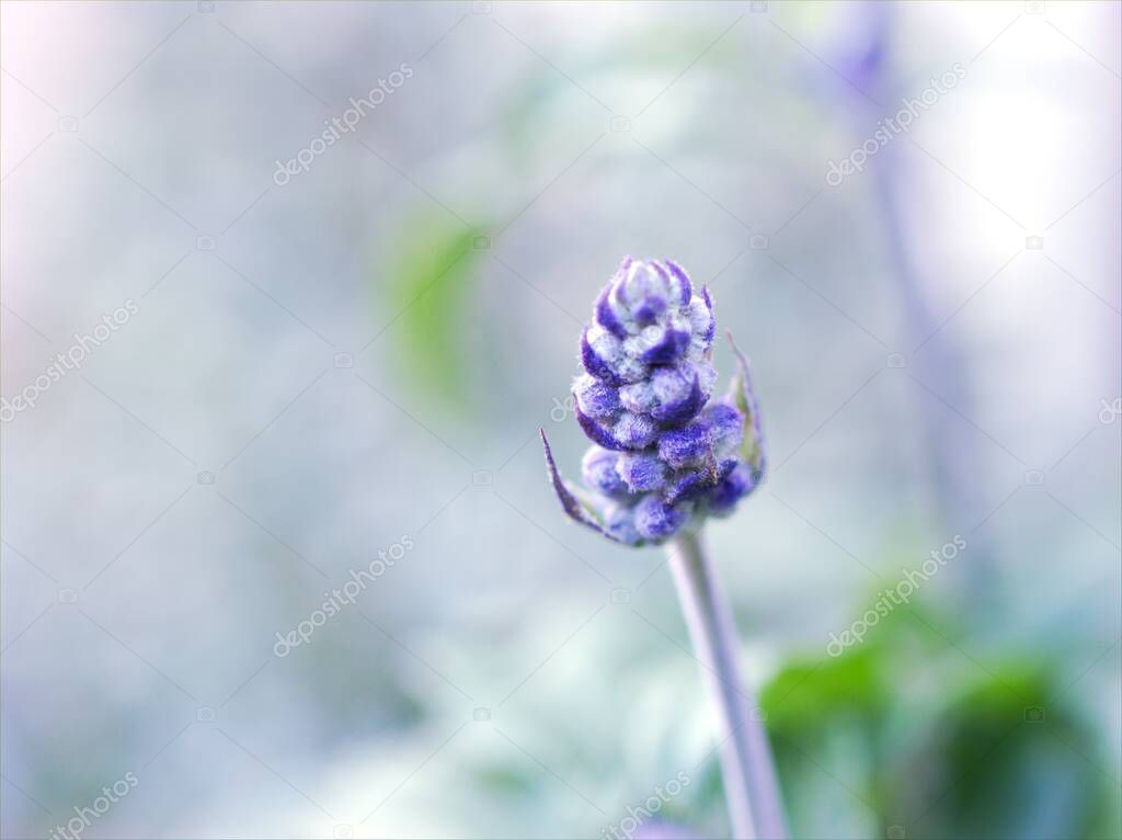 Purple Salvia farinacea sage flower in garden with soft focus and blurred background ,macro image