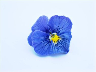 Beyaz arkaplanda yalıtılmış mor nonoş çiçeği