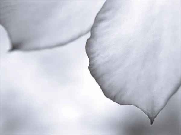 Petali Fiori Bianco Nero Immagine Sfondo Sfocato Macro Vecchio Stile — Foto Stock