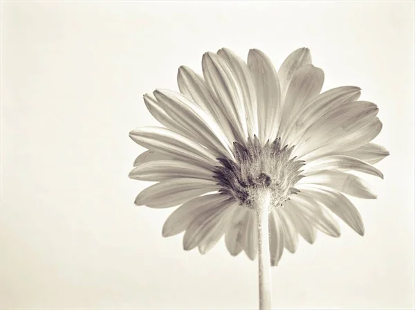 Λουλούδι Ασπρόμαυρη Εικόνα Gerbera Μαργαρίτα Transvaal Λουλούδι Φυτά Και Θολή — Φωτογραφία Αρχείου