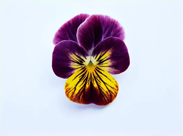 Beyaz arka planda izole edilmiş sarı mor nonoş çiçeği