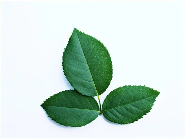 Beyaz arka planda izole gül, doğa yeşil yaprak