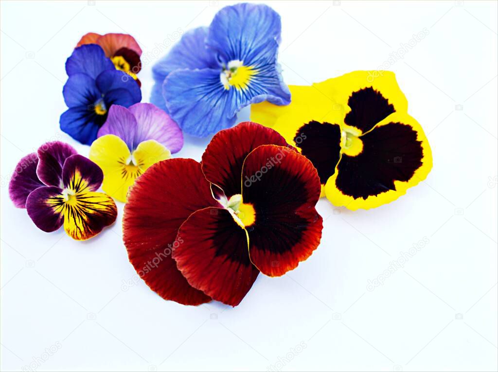 Colorful pansy flowers isolated on white background ,red blue yellow orange purple violet