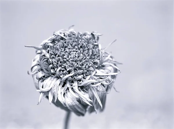 黑色和白色图像中的可怕花朵 黑色和白色图像 模糊的背景 用于卡片设计的宏观和老式风格照片 抽象背景 — 图库照片