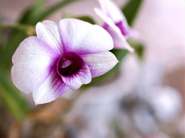 マクロ紫色の蘭のクッキータウン 水滴と甘いピンクのぼやけた背景に柔らかい焦点を当てたDendrobium Bigibbom蘭の花の植物 カードデザインのための甘い色 — ストック写真