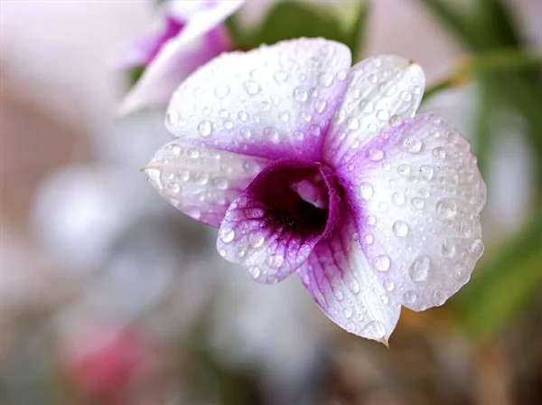 Makro Fialová Orchidej Vaření Dendrobium Bigibbum Orchidej Květiny Rostliny Kapkami — Stock fotografie