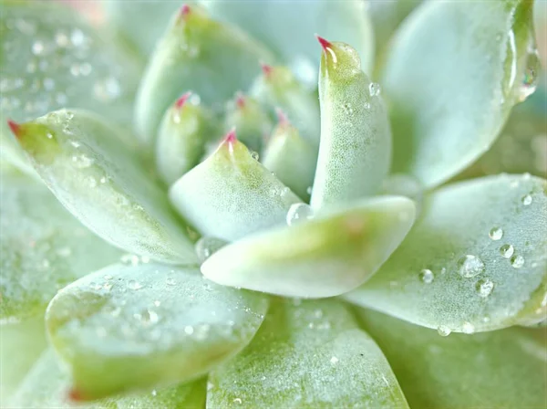 草本植物多汁水滴 幽灵植物 背景模糊的仙人掌荒漠植物 宏观形象 软焦点 卡片设计的甜颜色 — 图库照片