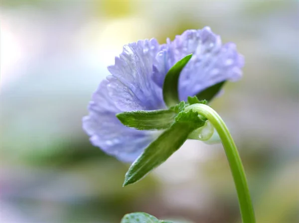 Niewyraźne Fioletowy Kwiat Bransoletka Miękkim Fokusem Rozmytym Tłem Obraz Makro — Zdjęcie stockowe