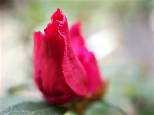 Flor Rosa Roja Borrosa Jardín Con Enfoque Suave Fondo Borroso —  Fotos de Stock