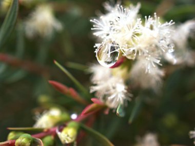 Çam ağacının beyaz çiçeği Melaleuca Alternifolia, çay ağacı, bahçedeki yumuşak odaklı bitki tatlı pembe bulanık arka plan 