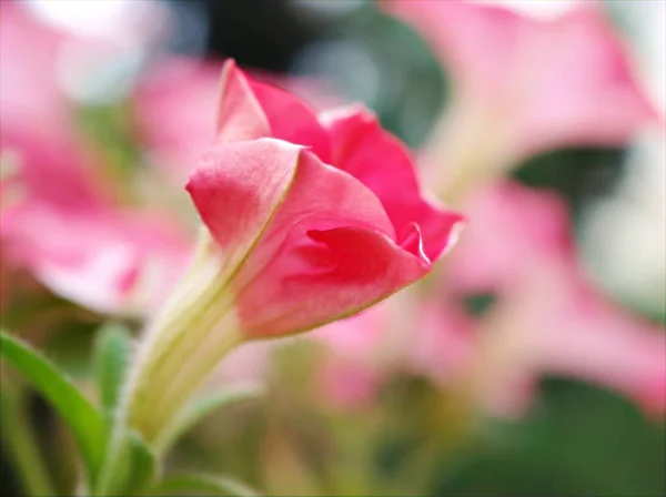 柔らかい焦点とぼかしの背景 マクロ画像 甘い色の庭のピンクの芽ペチュニアの花 — ストック写真