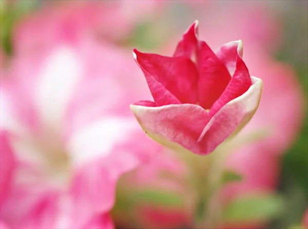 柔らかい焦点とぼかしの背景 マクロ画像 甘い色の庭のピンクの芽ペチュニアの花 — ストック写真