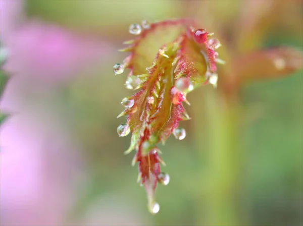 정원에 장미의 분홍어린 매크로 이미지 자연의 부드러운 — 스톡 사진