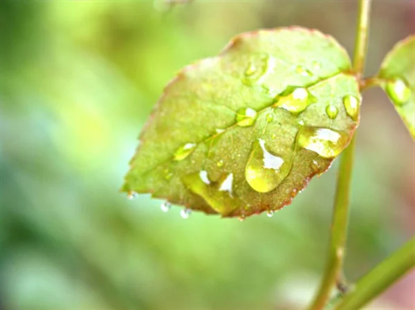 Hoja Verde Primer Plano Con Gotas Agua Jardín Con Enfoque — Foto de Stock