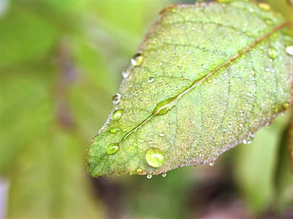 Folha Verde Close Com Gotas Água Jardim Com Foco Suave — Fotografia de Stock