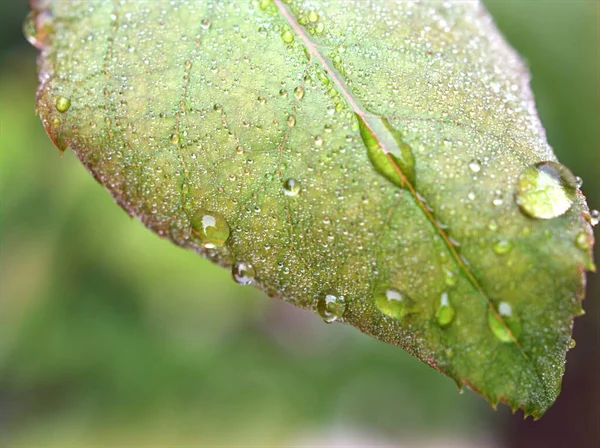 Hoja Verde Primer Plano Con Gotas Agua Jardín Con Enfoque —  Fotos de Stock