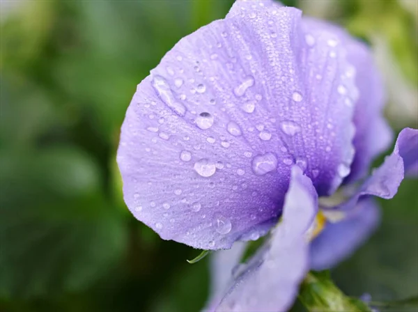 Flor Púrpura Jardín Con Gotas Agua Enfoque Suave Para Fondo —  Fotos de Stock