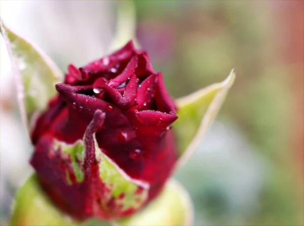 Makro Rote Rose Blume Mit Wassertropfen Auf Schwarzem Hintergrund Süße — Stockfoto