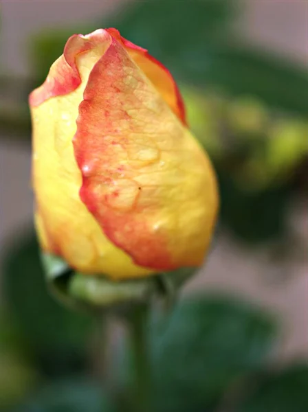 Macro Flor Rosa Amarilla Con Gotas Agua Sobre Fondo Negro —  Fotos de Stock