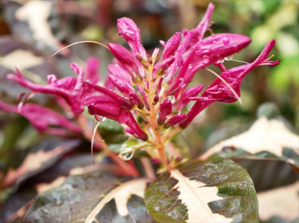 Bunga Merah Muda Closeup Pictum Graptopyllum Kebun Dengan Fokus Lembut — Stok Foto