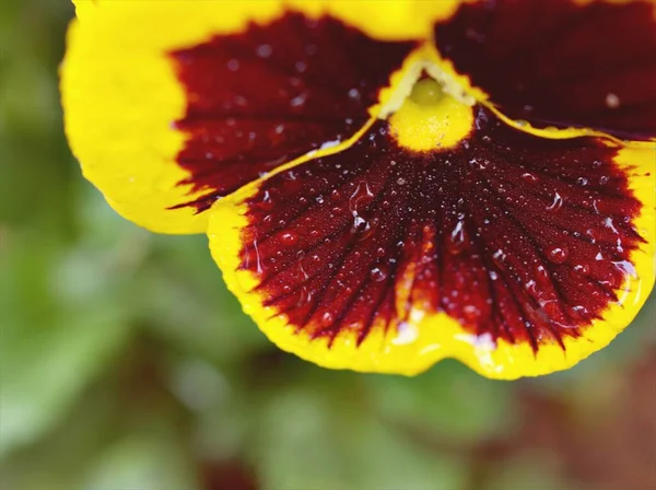 Purple Yellow Pansy Viola Tricolor Colorful Wild Pansies Flower Garden — стоковое фото