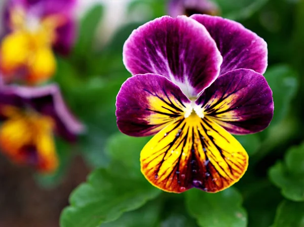 Purple Yellow Pansy Viola Tricolor Colorful Wild Pansies Flower Garden — стоковое фото