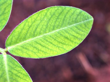 Bahçedeki makro yeşil yapraklar, arka plandaki doğa yaprağı.