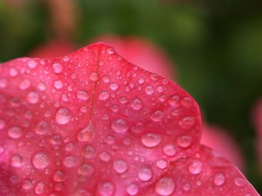Bahçedeki kırmızı gül çiçeği su damlaları ve bulanık arkaplan ile kırmızı açelya, Rhododendron moulmeinene kancası, tatlı renk, taç yapraklarındaki su, kırmızı çiçeklerdeki çiy